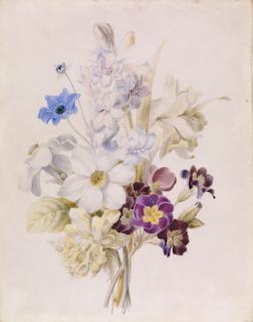 Narcissus and Other Flowers