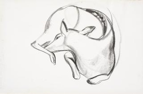 Deer