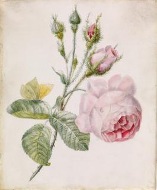 Pink Rose and Yellow Butterfly